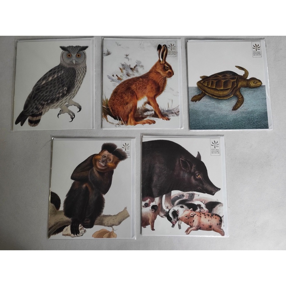 Natural History Museum Animal Greeting Cards Set of 5 Owl Hare Turtle Monkey OS